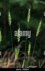 Attēlu rezultāti vaicājumam “Hordelymus europaeus leaf”