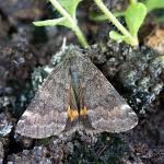 Attēlu rezultāti vaicājumam “Boudinotiana notha”