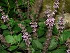 FLMNH - Butterfly Rainforest Plant Sales - African Blue Basil 152