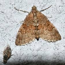 Attēlu rezultāti vaicājumam “Pennithera firmata”