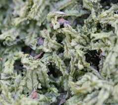 Attēlu rezultāti vaicājumam “Lophocolea heterophylla”