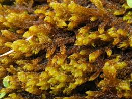 Attēlu rezultāti vaicājumam “Palustriella falcata”