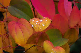 Attēlu rezultāti vaicājumam “Cercidiphyllum japonicum leaf”