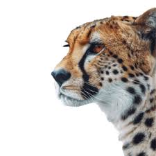 Afbeeldingsresultaat voor cheeta