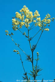 Attēlu rezultāti vaicājumam “Thalictrum lucidum”