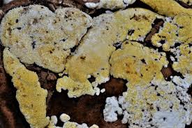 Attēlu rezultāti vaicājumam “Hypocrea pulvinata”