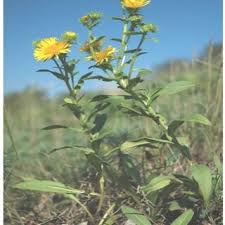Attēlu rezultāti vaicājumam “Inula britannica bud”