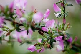 Attēlu rezultāti vaicājumam “Ononis arvensis flower”