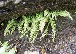 Attēlu rezultāti vaicājumam “Asplenium viride”