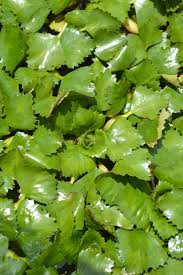 Attēlu rezultāti vaicājumam “Trapa natans leaf”