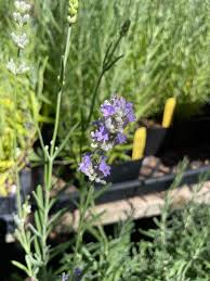 Attēlu rezultāti vaicājumam “Lavandula angustifolia bud”