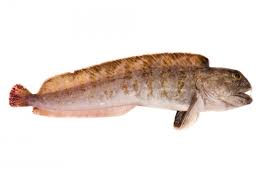 Image result for Anarhichas denticulatus