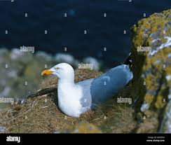 Attēlu rezultāti vaicājumam “Larus argentatus eggs”