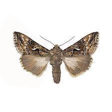 Attēlu rezultāti vaicājumam “Autographa gamma”