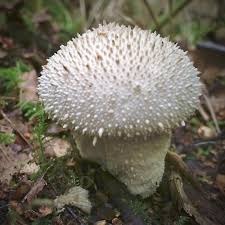 Attēlu rezultāti vaicājumam “Lycoperdon perlatum”