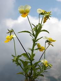 Attēlu rezultāti vaicājumam “Viola arvensis flower”
