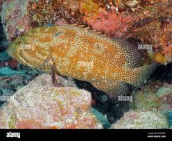 Image result for Cephalopholis cruentata