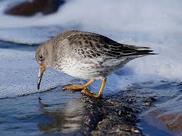 Attēlu rezultāti vaicājumam “Calidris maritima”