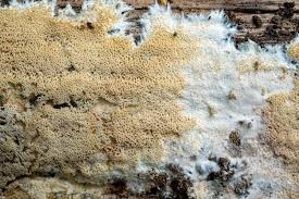 Attēlu rezultāti vaicājumam “Porotheleum fimbriatum”