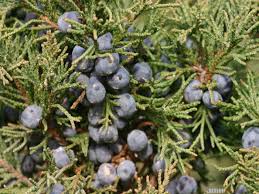 Attēlu rezultāti vaicājumam “Juniperus chinensis”