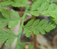 Attēlu rezultāti vaicājumam “Botrychium virginianum”