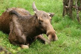 Attēlu rezultāti vaicājumam “Alces alces”