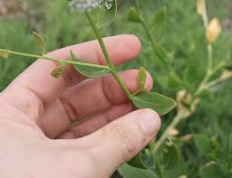 Attēlu rezultāti vaicājumam “Lepidium latifolium”