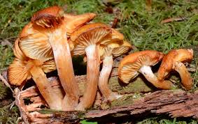 Attēlu rezultāti vaicājumam “Gymnopilus sapineus”