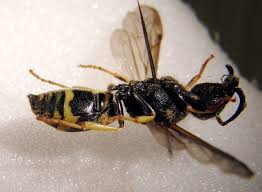 Attēlu rezultāti vaicājumam “Ancistrocerus sp. male”