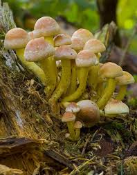 Attēlu rezultāti vaicājumam “Hypholoma lateritium”