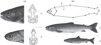 Image result for Salvelinus malma