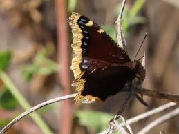 Attēlu rezultāti vaicājumam “Pantilius tunicatus imago”