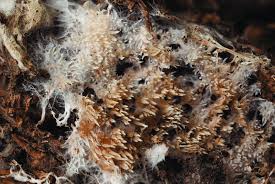 Attēlu rezultāti vaicājumam “Asterodon ferruginosus”