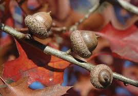 Attēlu rezultāti vaicājumam “Quercus rubra fruit”