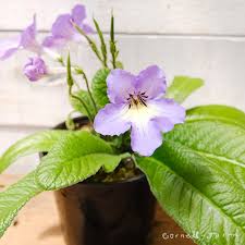 Image result for Streptocarpus