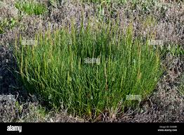 Attēlu rezultāti vaicājumam “Triglochin maritimum flower”