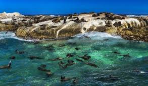 Image result for Wyndley Seals Snorkelling Club