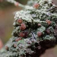 Attēlu rezultāti vaicājumam “Baeomyces rufus”