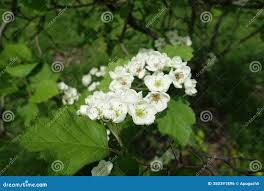 Attēlu rezultāti vaicājumam “Crataegus submollis”
