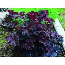 Image result for HEUCHERA americana 'Palace Purple Auslese'