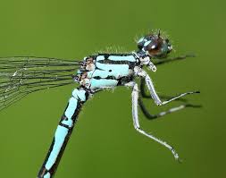 Attēlu rezultāti vaicājumam “Coenagrion armatum female”