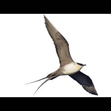 Attēlu rezultāti vaicājumam “Stercorarius parasiticus adult”