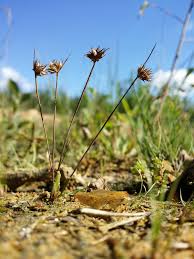 Attēlu rezultāti vaicājumam “Juncus capitatus”