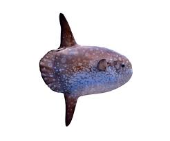 Image result for Mola mola