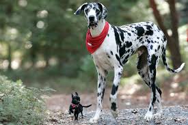 Afbeeldingsresultaat voor honden