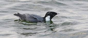 Image result for Synthliboramphus antiquus