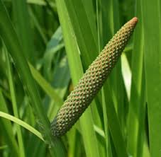 Image result for Calamus nodosus