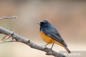 Attēlu rezultāti vaicājumam “Phoenicurus ochruros”