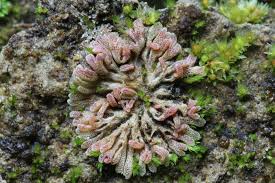 Attēlu rezultāti vaicājumam “Bryoerythrophyllum recurvirostrum sporophyte”