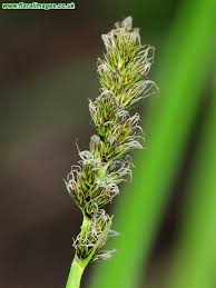 Attēlu rezultāti vaicājumam “Carex vulpina”